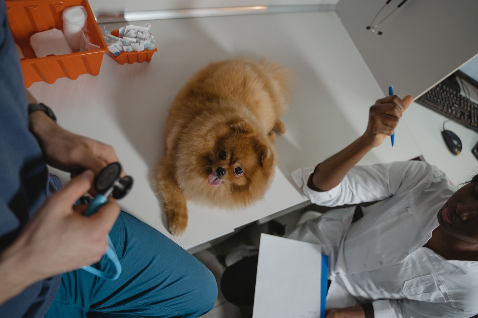 Galería PetVida