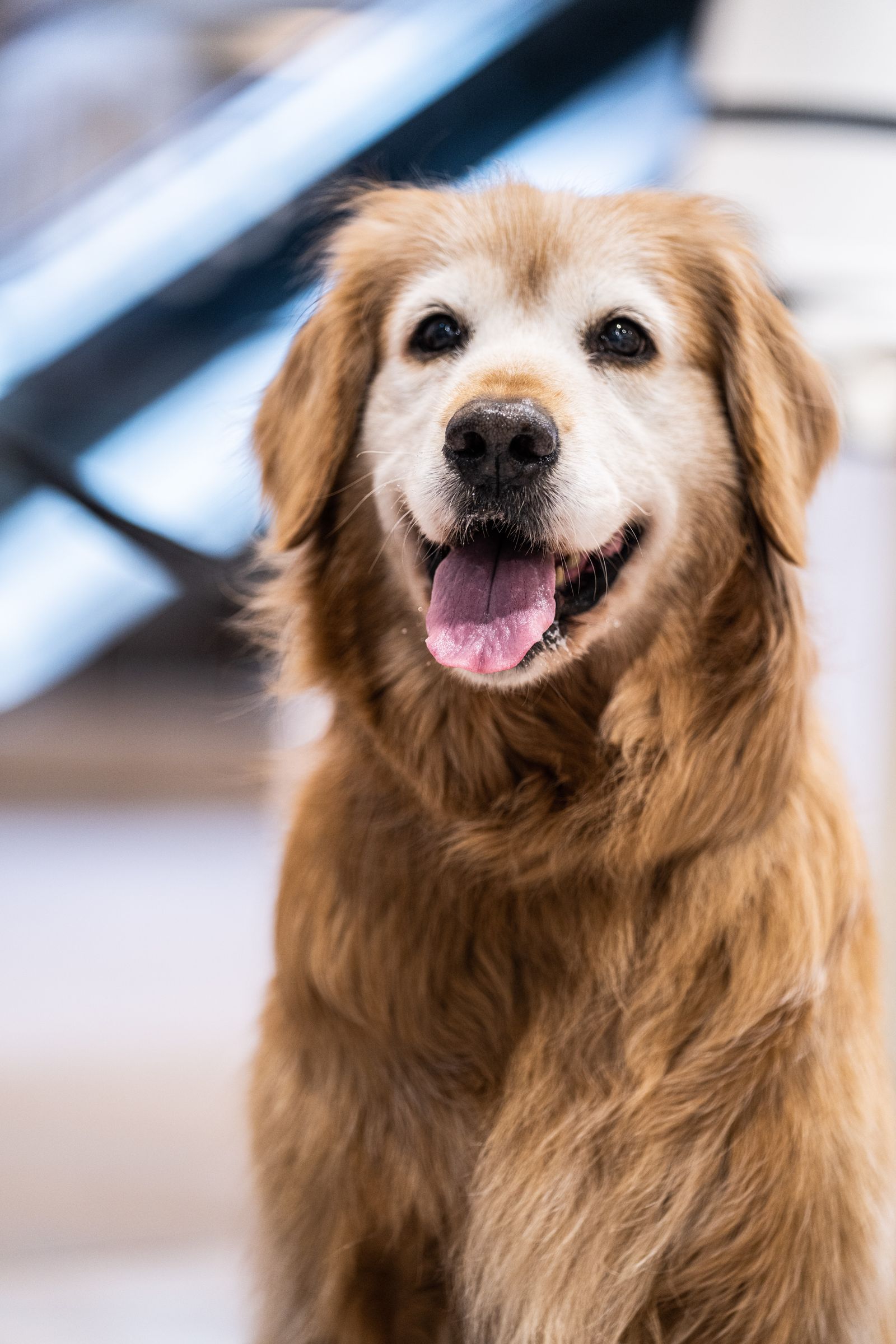 Galería PetVida