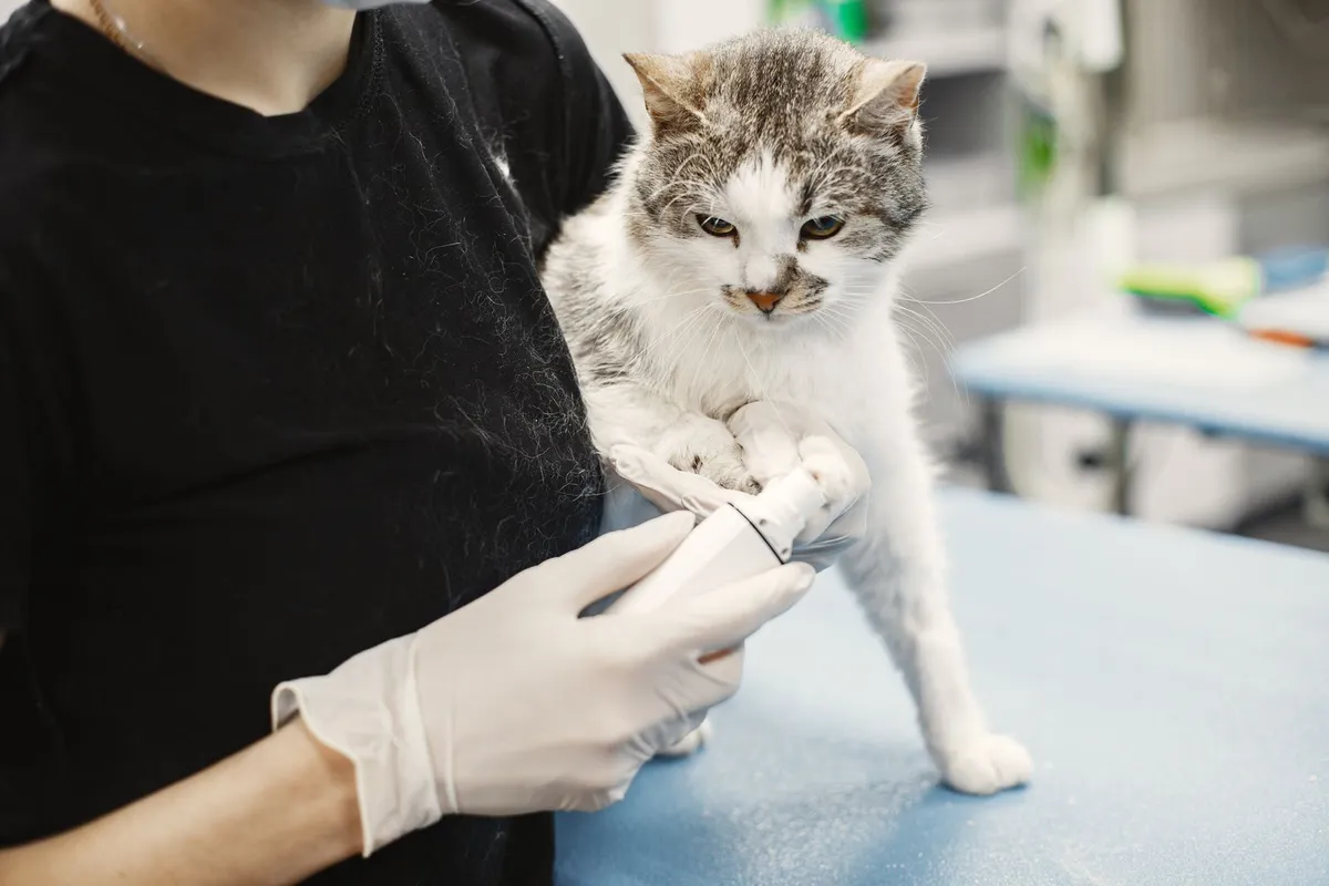Veterinaria cortando las uñas a un gato en la consulta