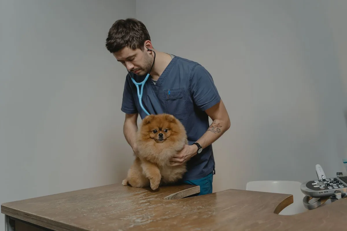 Veterinario explorando a un perro pomerania con el fonendoscopio