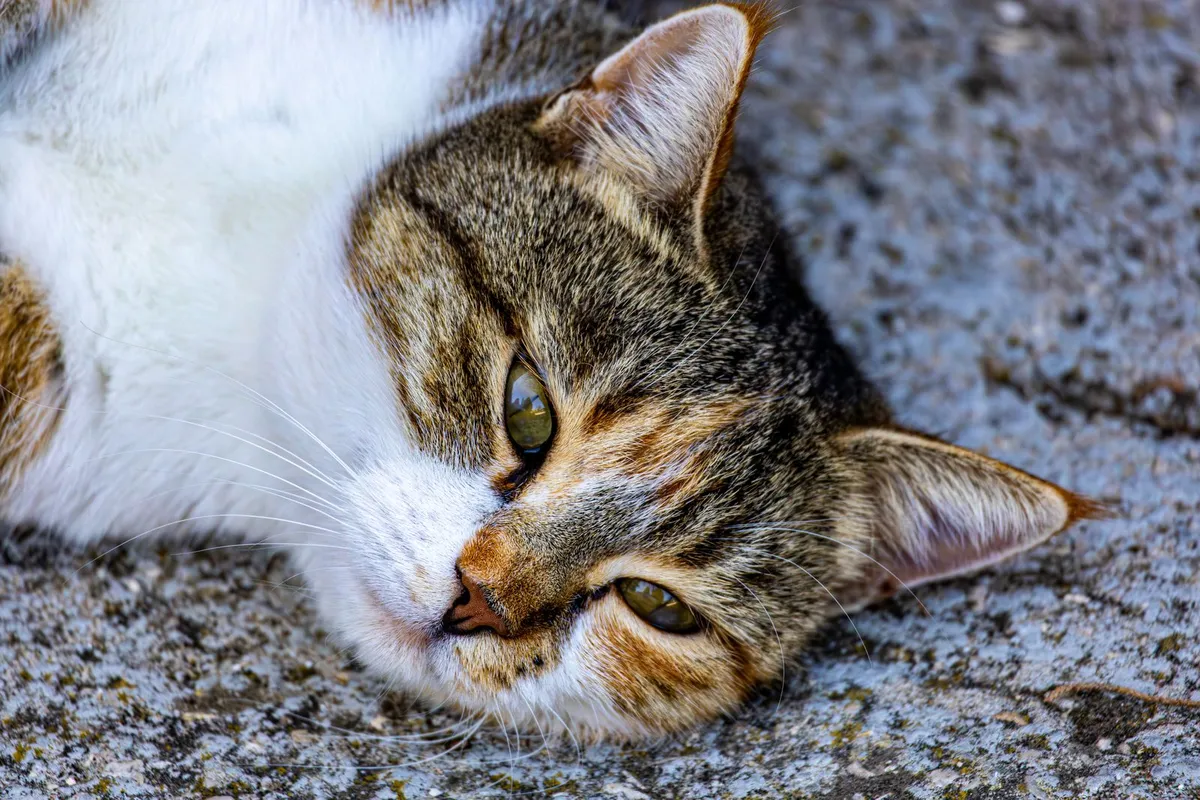 Gato atigrado descansando